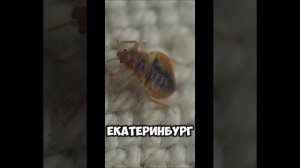Закажите обработку от клопов и защитите свой дом от этих опасных паразитов!