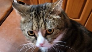 Кот: ну дай мне покушать
