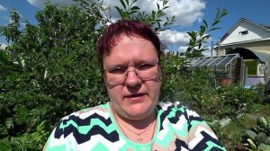 Грибковые заболевания вишни. Что делать?