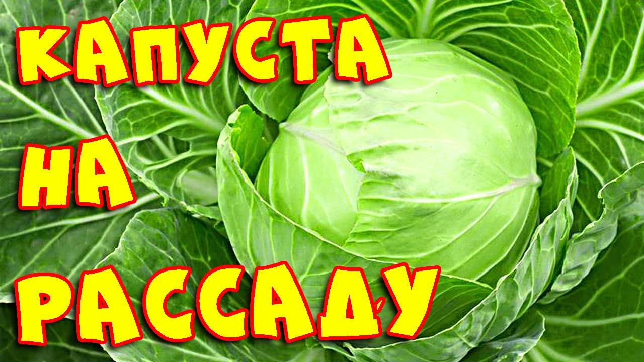 Рассада капусты за 5 минут!