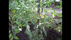 Формирование помидоров