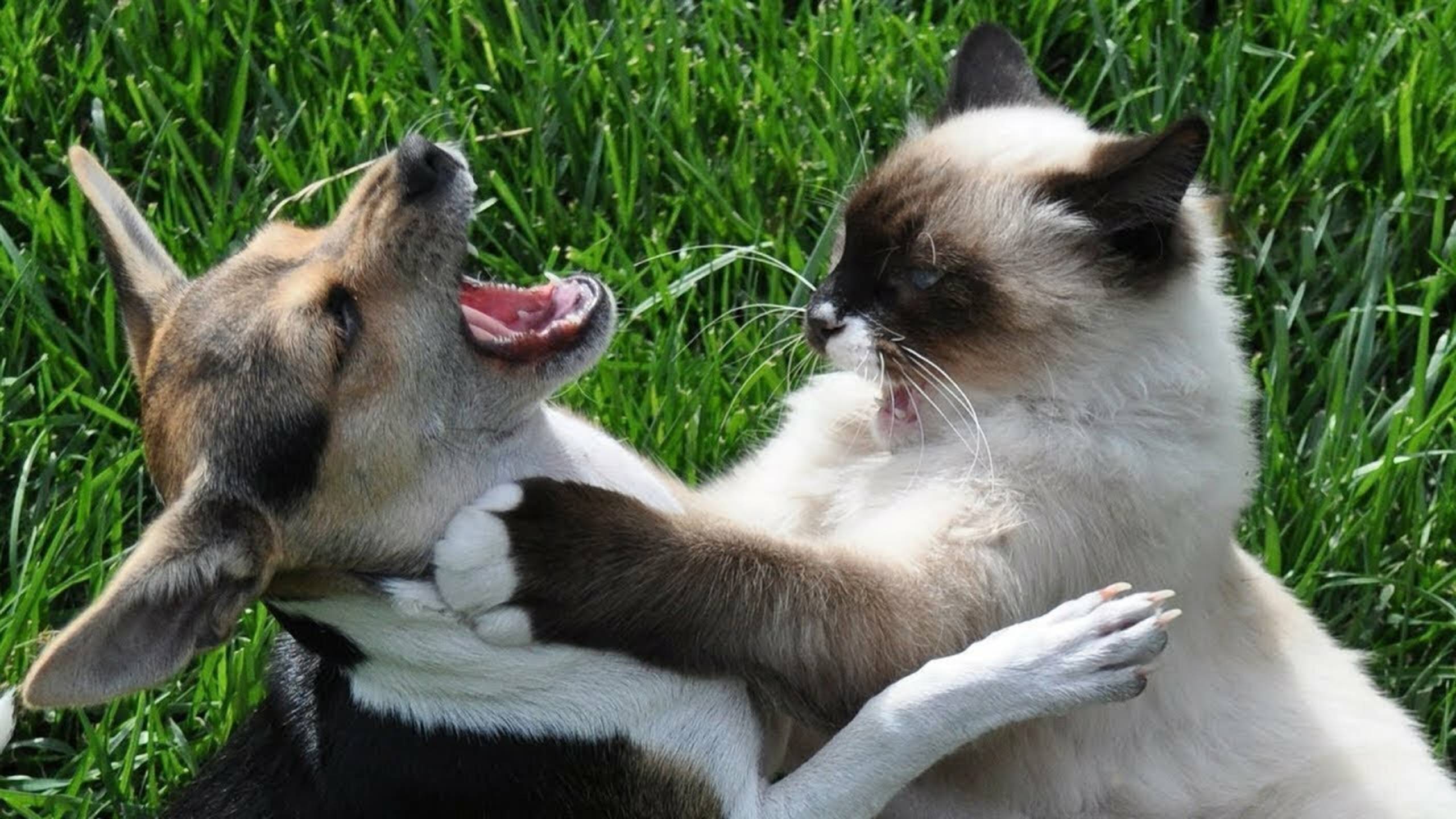 СМЕШНЫЕ КОТЫ 2025 ЛУЧШИЕ ПРИКОЛЫ С КОТАМИ, КОШКИ, КОТИКИ, СОБАЧКИ, СМЕШНОЕ ВИДЕО