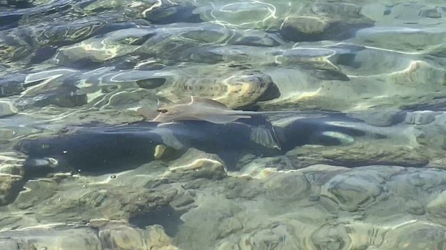 Шарм эль шейх 2025. Пляж. Скаты, мурены!!😀👍 смотреть онлайн