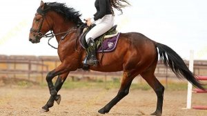 Арт.4943 Любительский класс жеребец