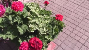 Как удалить траву между плиток.