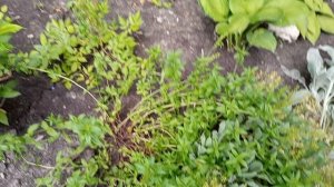 съездила в город, прошлась по клумбам сзади нашего дома