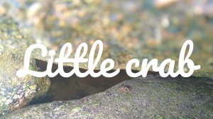 Little crabs