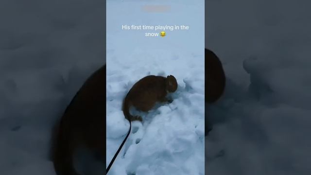 Cнежные ванны