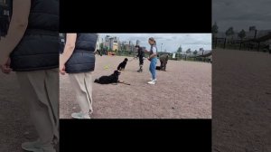 Дрессировка Банхара Питомник Золотая Орда