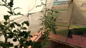 Помидоры в теплице 15 июня 2025 года