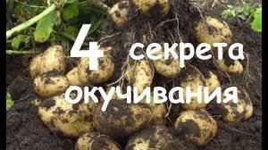 Как правильно окучивать картошку в 2025 — когда и сколько раз, чтобы был хороший урожай