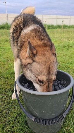 Лайки на водопое
