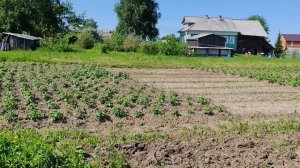 В. Ладино участок