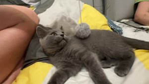 Всем приветик играю с шариком) всем хорошего дня мяу