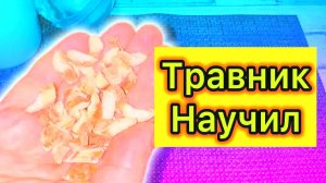 Корень аира – мощное средство для желудка и кишечника! Выводит токсины, лечит ЖКТ, заменяет таблетки