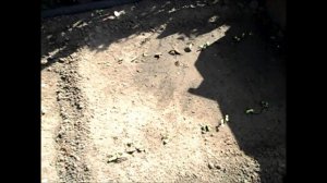 Взошел подсолнечник