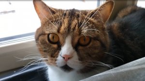 Как достать кота зимой