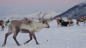 персонажная анимация сборка