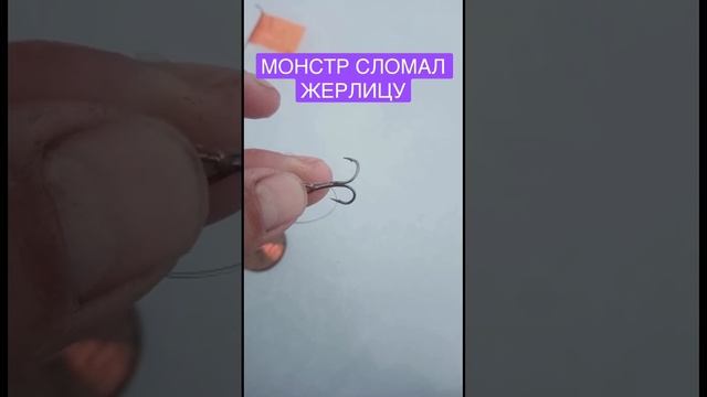 ЩУКА МОНСТР ЛОМАЕТ ЖЕРЛИЦУ. #жерлицы #fishing #зимняяжерлица #ловлянажерлицы