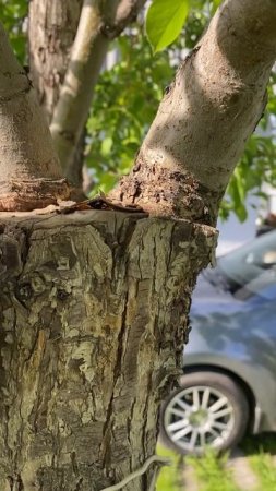 Прививка деревьев 4 года