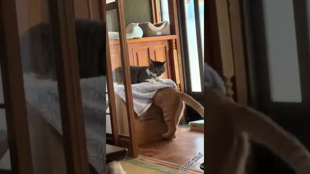 Забавные животные