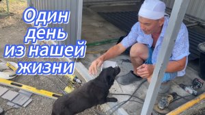 594ч🏡14.06.25-Строим курятник//Купили ОСБ и рейки//Дверка готова