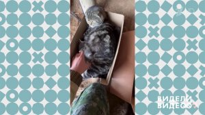 Кошачий акушер. Видели видео? Фрагмент выпуска от 15.06.2025