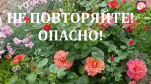 ОШИБКИ ВЫРАЩИВАНИЯ РОЗ. НАЧИНАЮЩИМ