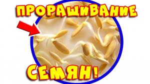 Как прорастить семена?