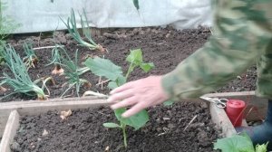 Как и когда необходимо подвязывать огурцы.