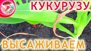 Выращивание кукурузы. Высадка рассады кукурузы в открытый грунт