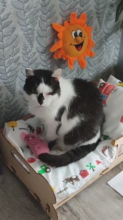 Кот Яша занял кроватку чихуахуа Лаврентия