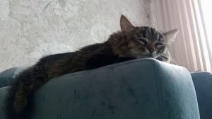 Кот в нирване: вот это релакс! 🐱💤