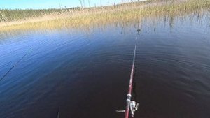 Открыт летний сезон.