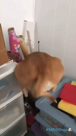 Нахватался вредных привычек у кошки😂