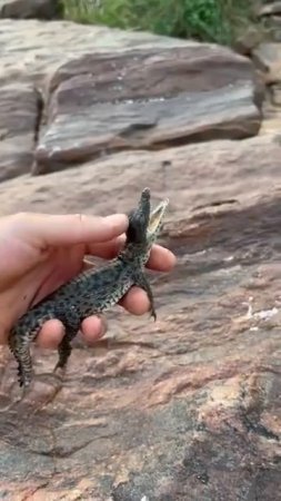 Детеныши крокодилов — очаровательные маленькие щелкачи! 🐊