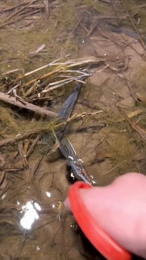 Catch fish using claws at night #shorts