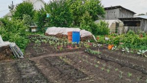 Огородные работы 15 июня пол месяца без дождя! Силы на исходе подкармливаю все.