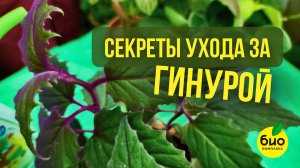Секреты ухода за гинурой