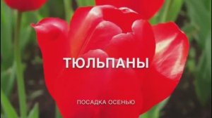 Посадка #тюльпанов.