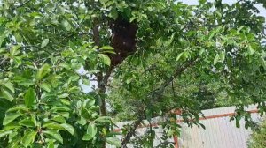 Третий безматочный отводок вышел роем, повисел на дереве и вернулся домой. Похоже это система