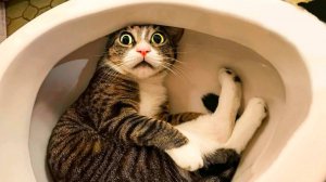 ✅Смешные пушистики ▶ СМЕШНЫЕ МОМЕНТЫ С ЖИВОТНЫМИ 2024🔥