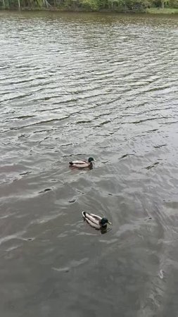 Утки.