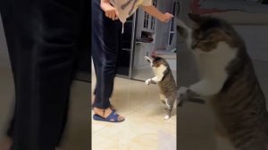 Котики