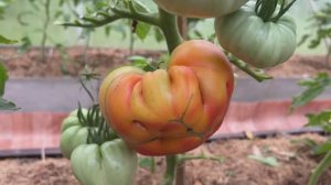 Первый помидор- Северное сияние 15.06.25