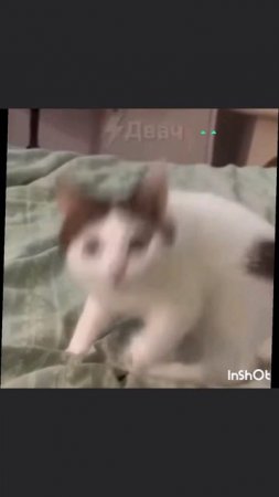 видео с моего канала ЯППИ  15.06.2025   yappy_download_8ab74f68d15d4f7183e8348a3a49015d