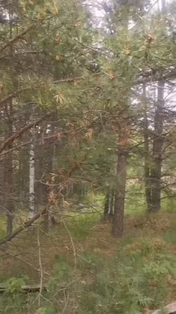крутиха2видео