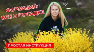 Как посадить форзицию так, чтобы ТОЧНО ПРИЖИЛАСЬ