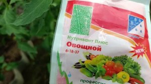 Подкормка томатов в период налива плодов