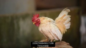 Общение с инвентарем